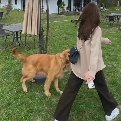 萨贾·基拉尼